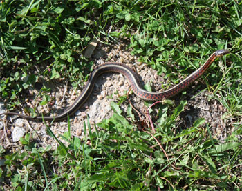 Garter 
             snake